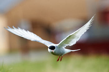 Oiseaux de mer<br>NIKON D4, 500 mm, 1600 ISO,  1/2500 sec,  f : 8 